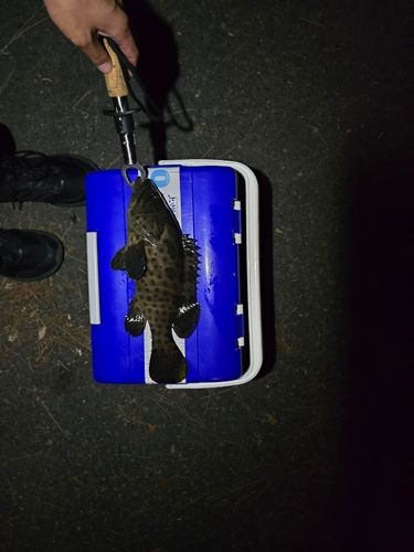 オオモンハタの釣果