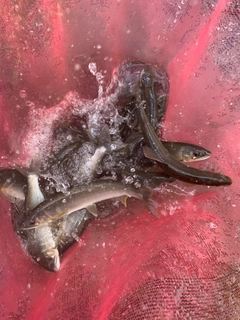 アユの釣果