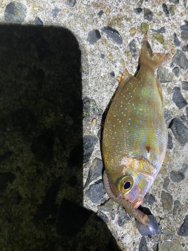タイの釣果