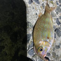 タイ