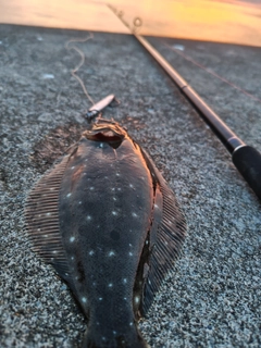 ヒラメの釣果