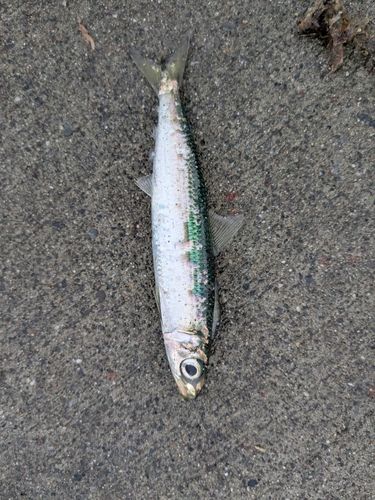 ウルメイワシの釣果