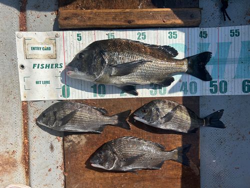 クロダイの釣果