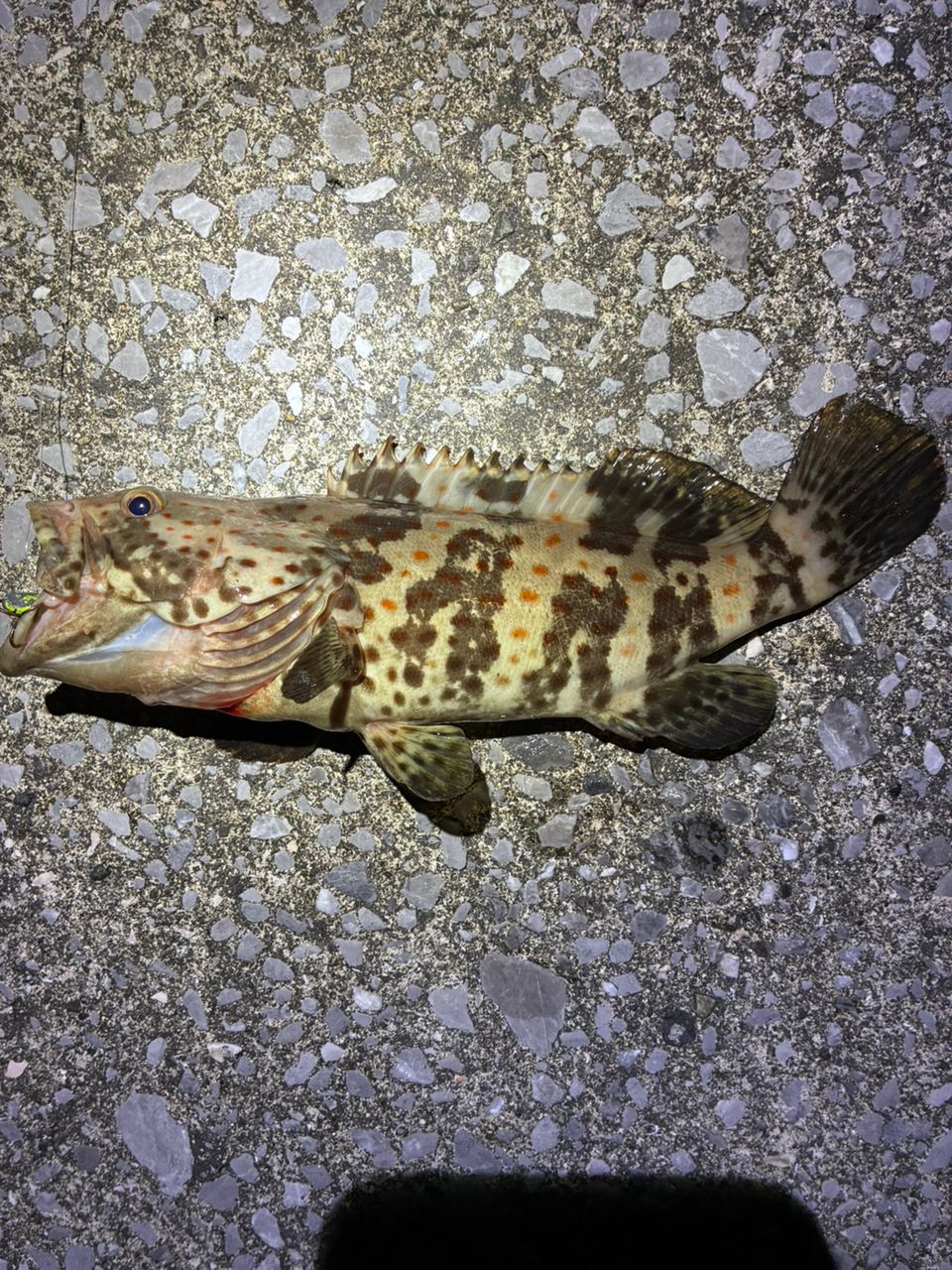 チャイロマルハタ