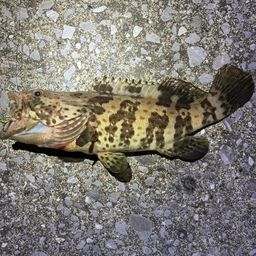 チャイロマルハタ