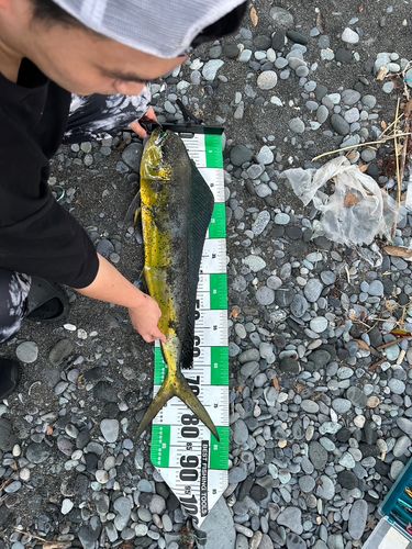 シイラの釣果