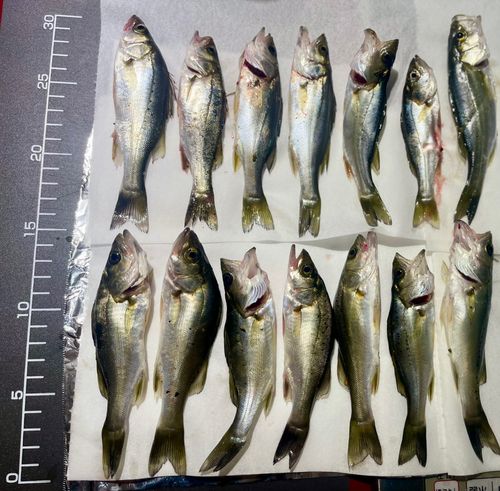 セイゴ（マルスズキ）の釣果