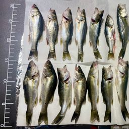 セイゴ（マルスズキ）