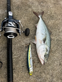 イナダの釣果