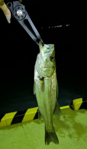 フッコ（マルスズキ）の釣果