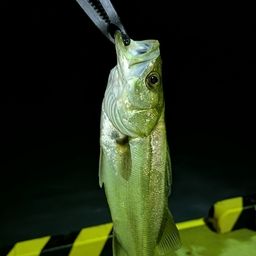 フッコ（マルスズキ）