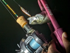 セイゴ(ヒラスズキ)の釣果