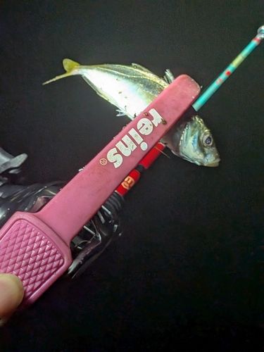 マアジの釣果