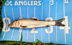 ニゴイの釣果