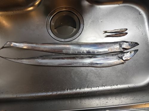タチウオの釣果