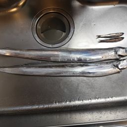 タチウオ
