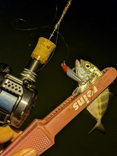 メッキの釣果
