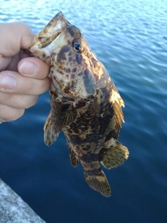 釣果