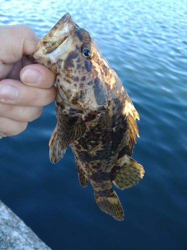 釣果
