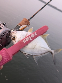 メッキの釣果