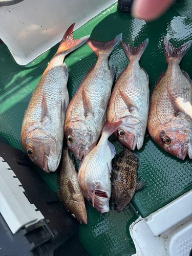 タイの釣果