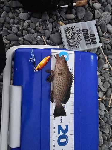 オオモンハタの釣果