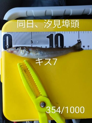 キスの釣果