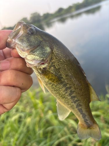 ラージマウスバスの釣果