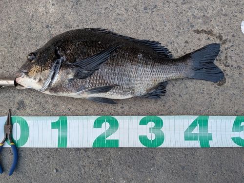 クロダイの釣果