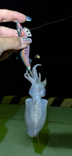 イカの釣果