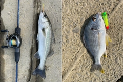 シーバスの釣果