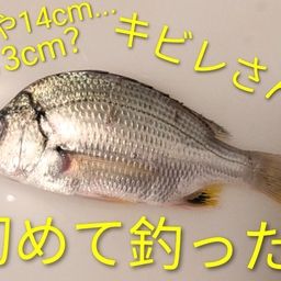 キビレ