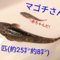 マゴチ