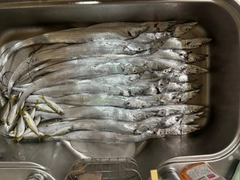 タチウオの釣果
