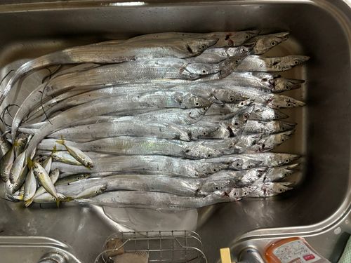 タチウオの釣果