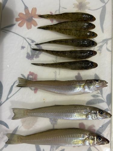 キスの釣果