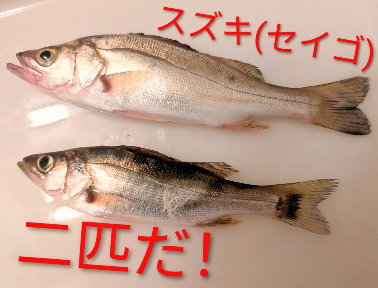 セイゴ（マルスズキ）