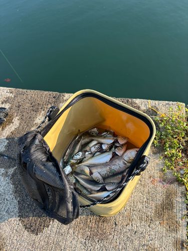 サバの釣果
