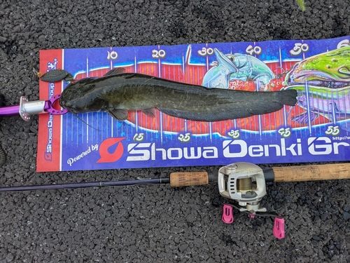 マナマズの釣果