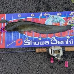 マナマズ