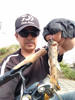 ハゼの釣果