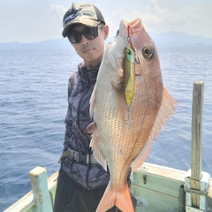 マダイの釣果
