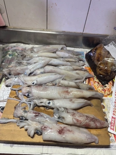 ケンサキイカの釣果