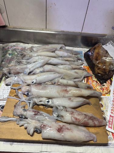 ケンサキイカの釣果