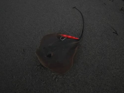 エイの釣果