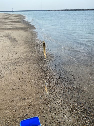 キスの釣果