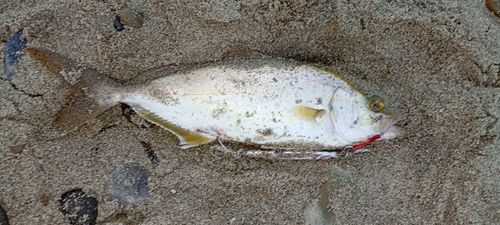 ショゴの釣果