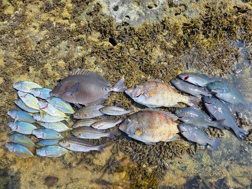メイチダイの釣果