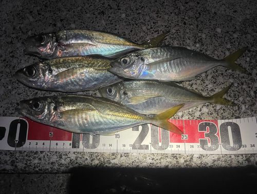 アジの釣果
