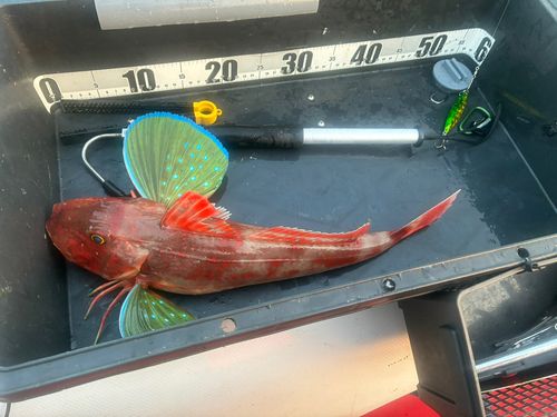ホウボウの釣果